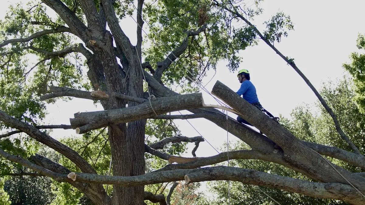 Professional Hazardous Tree Removal performed by certified arborists in Central