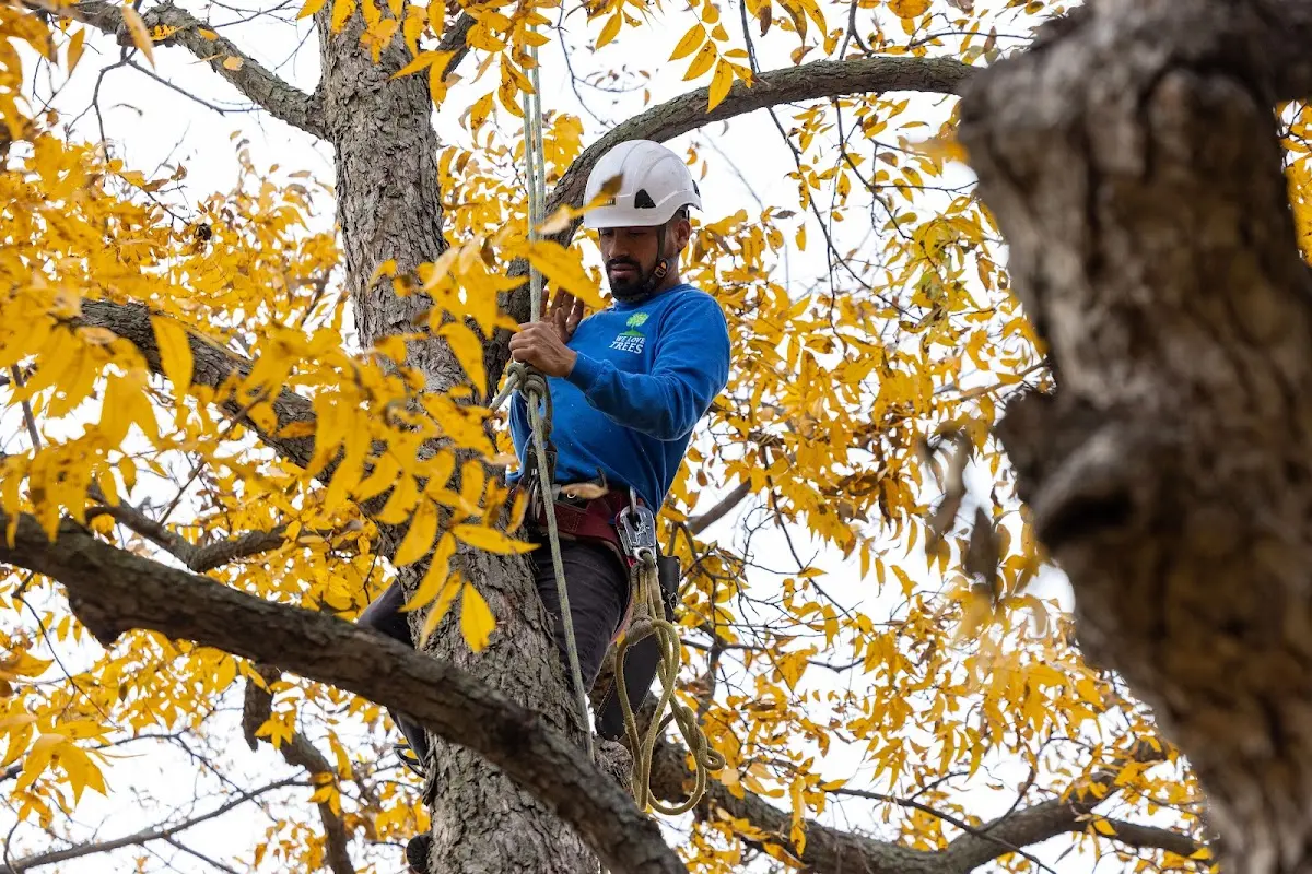 Skilled Tree Transplanting crew working in Central